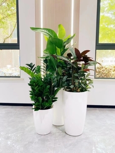 揭秘北仑绿植出租公司，优质服务大揭秘